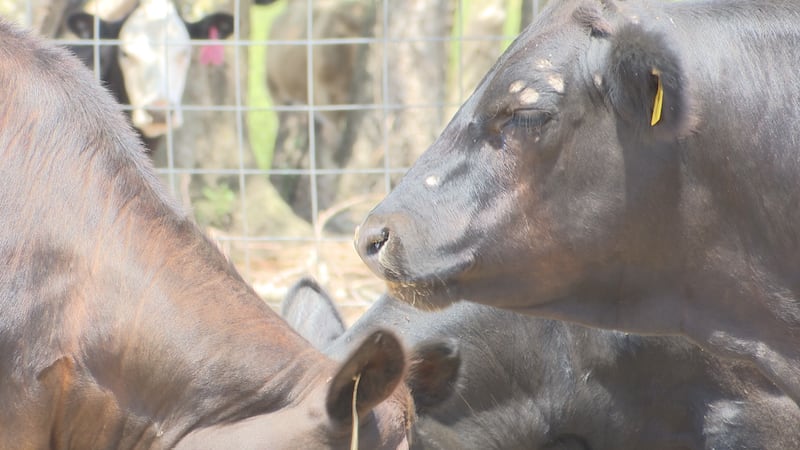 Cows cared for by Gilmore Beef and Cattle in Troy