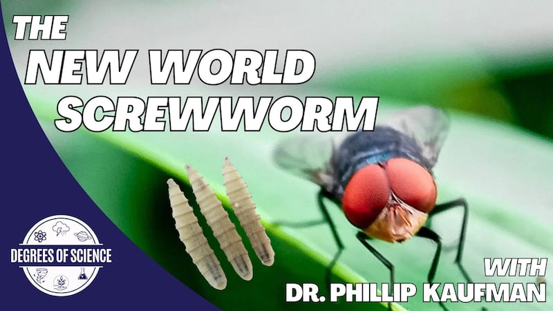 Degrees of Science: New World Screwworm