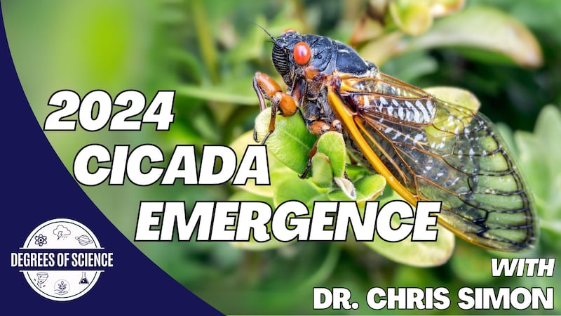 Several Trillion Cicadas will emerge from the ground across parts of the United States in late...