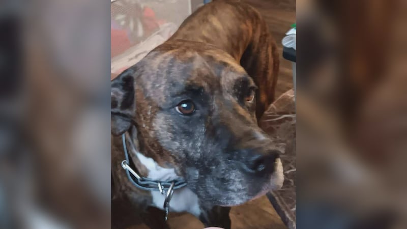 Beverly Hills police chief shoots dog, family demands answers