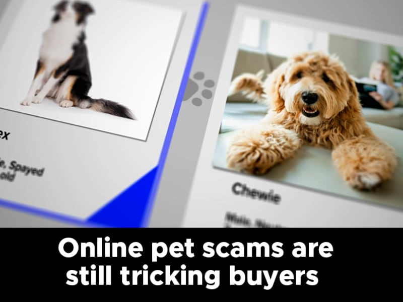 Online pet scams are still tricking buyers