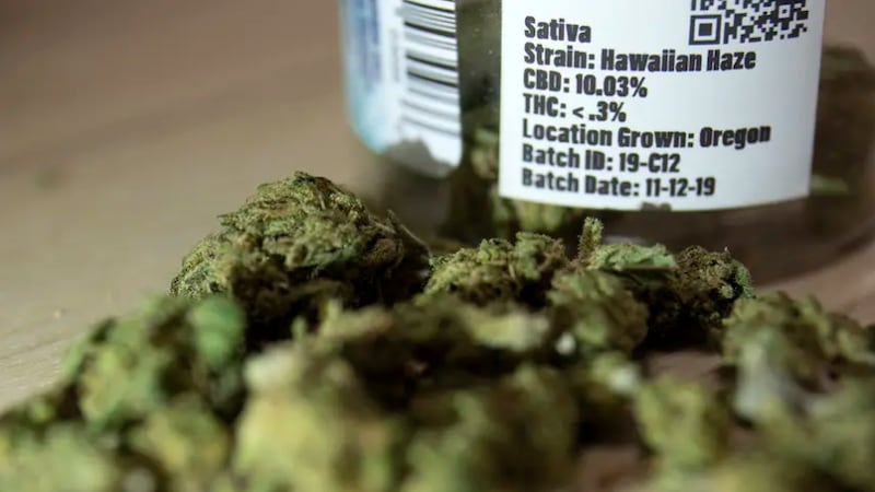 A container of dried hemp plant with leaves and stems, photographed on Jan. 23, 2020.