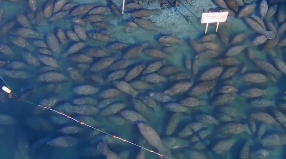 Manatees huddled in Florida waters to stay warm in cold temperatures.